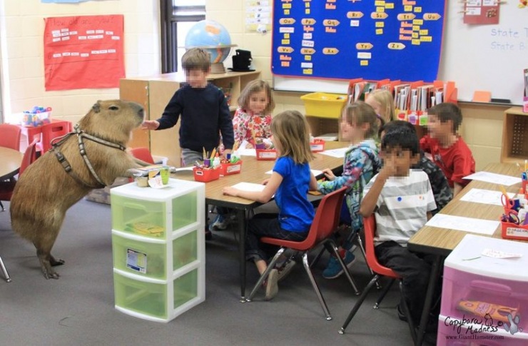 Капибары (33 фото)