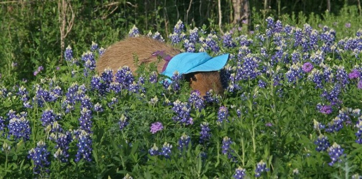 Капибары (33 фото)