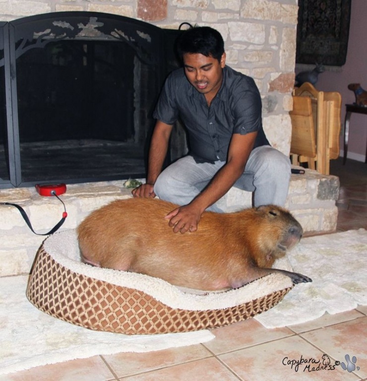 Капибары (33 фото)