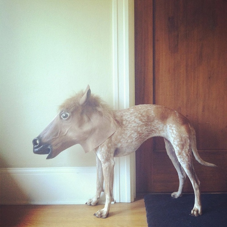 Мой хозяин идиот!