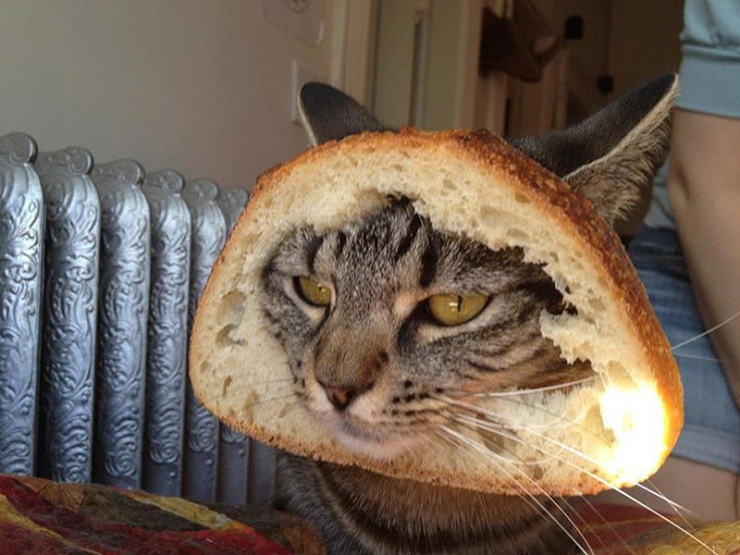 Мой хозяин идиот!