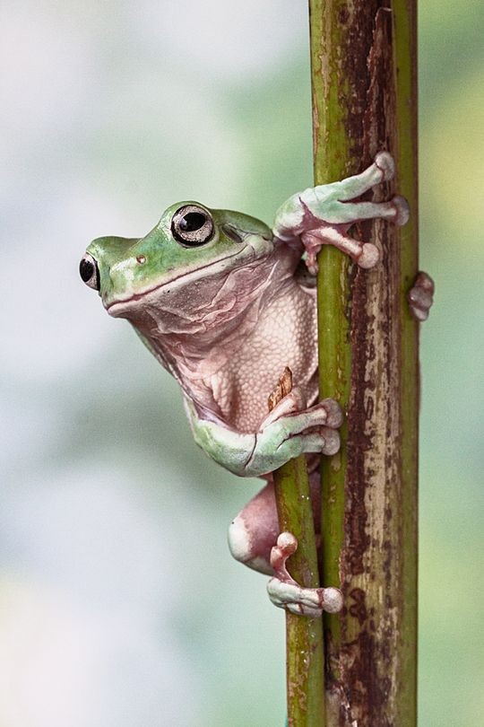 Царевны-лягушки