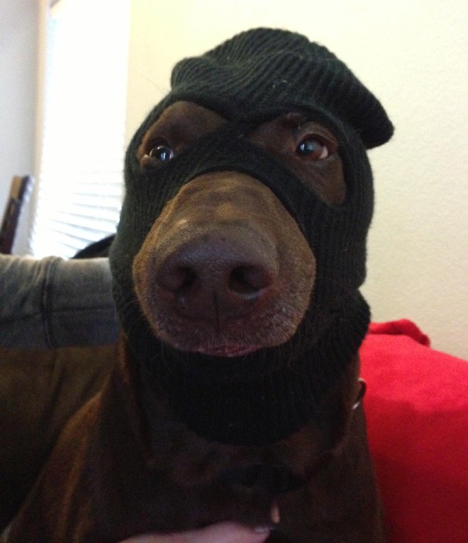 Мой хозяин идиот!