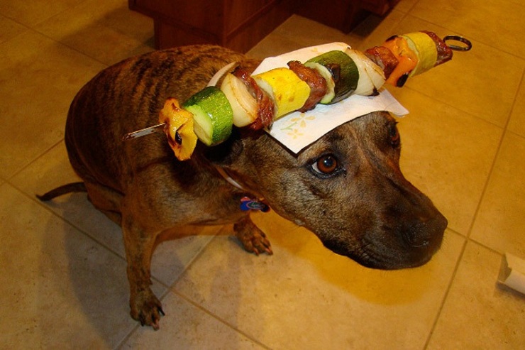 Мой хозяин идиот!