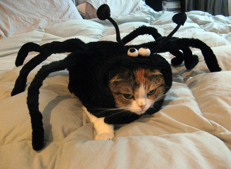 Мой хозяин идиот!