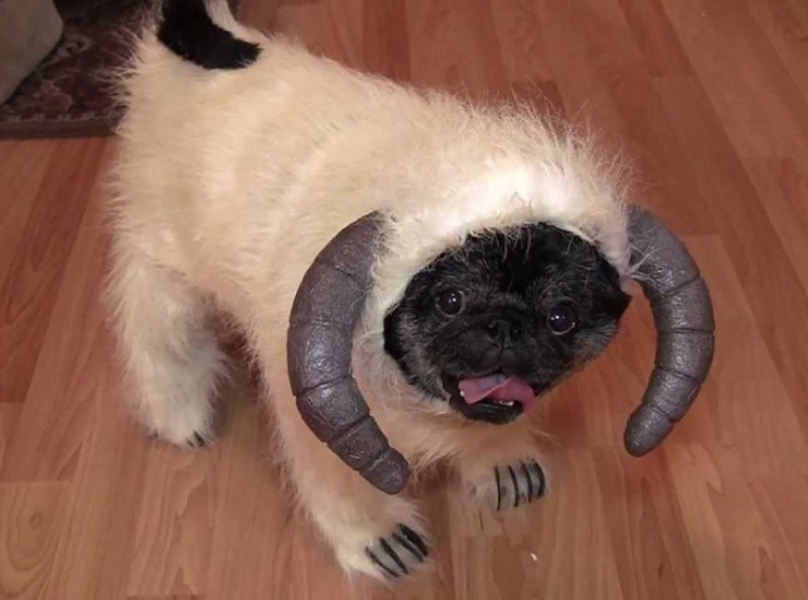 Мой хозяин идиот!