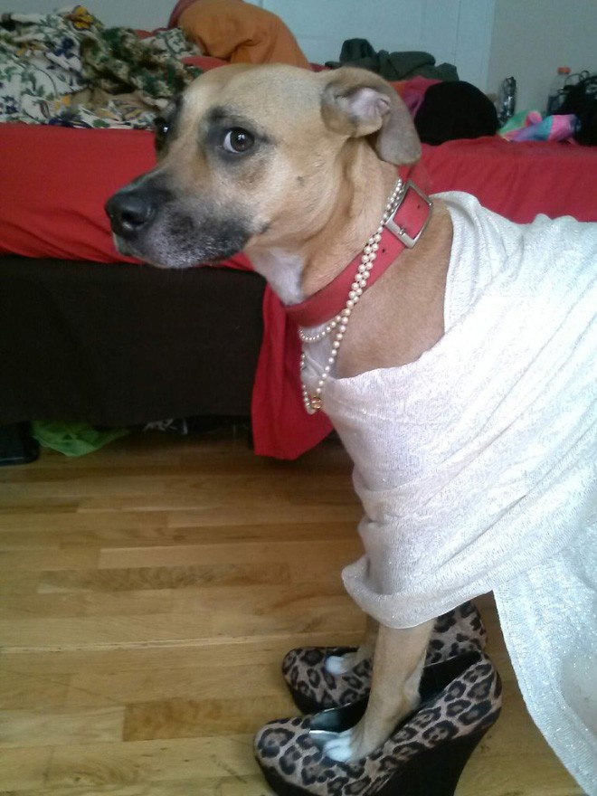 Мой хозяин идиот!