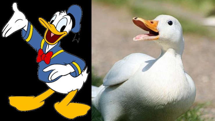 Дональд Дак и еще 20 диснеевских животных в реальной жизни