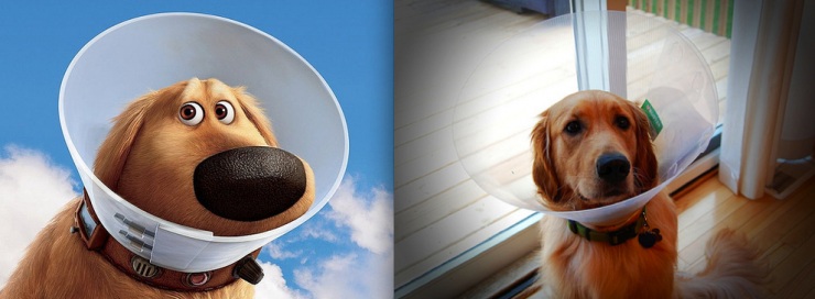 Дональд Дак и еще 20 диснеевских животных в реальной жизни