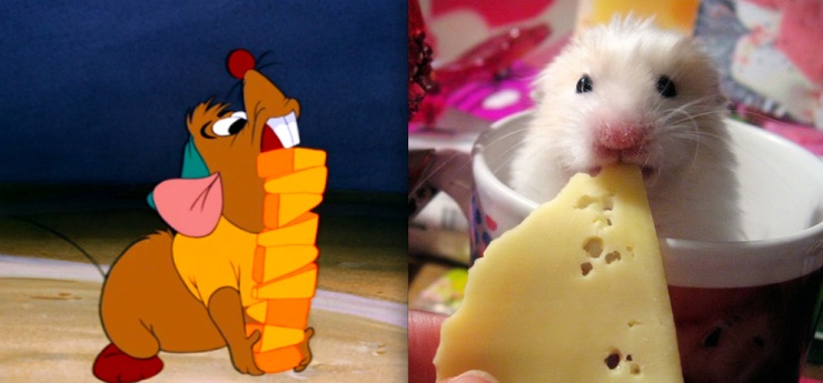 Дональд Дак и еще 20 диснеевских животных в реальной жизни