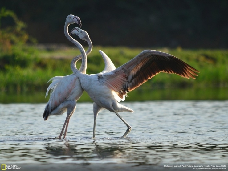 35 лучших фото животных на фотоконкурсе National Geographic Traveler