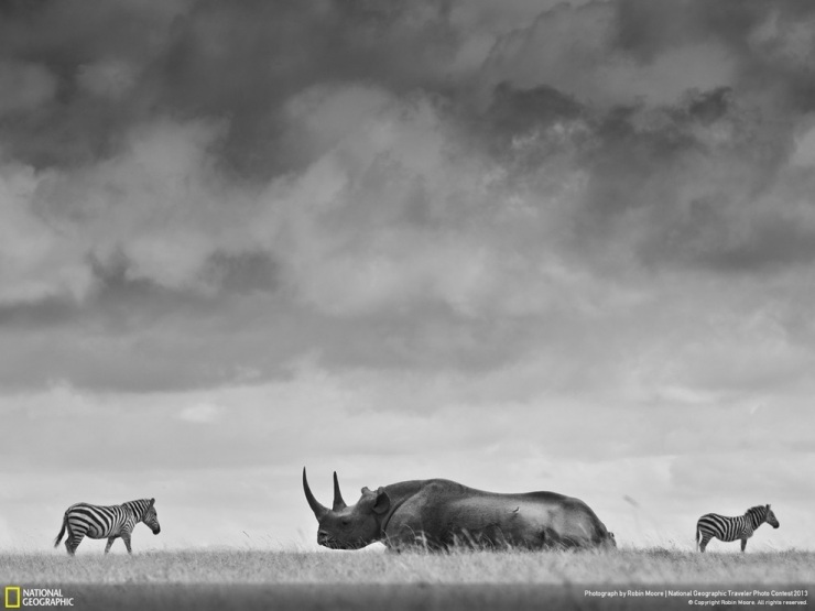 35 лучших фото животных на фотоконкурсе National Geographic Traveler
