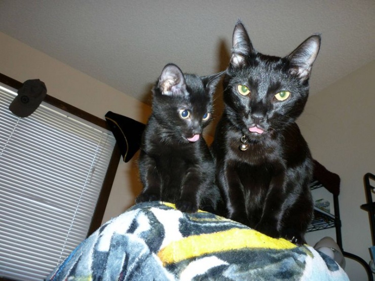 Котофото, сделанные в нужный момент