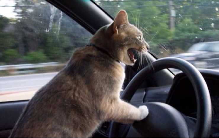 Котофото, сделанные в нужный момент