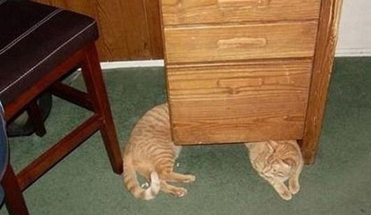 Котофото, сделанные в нужный момент