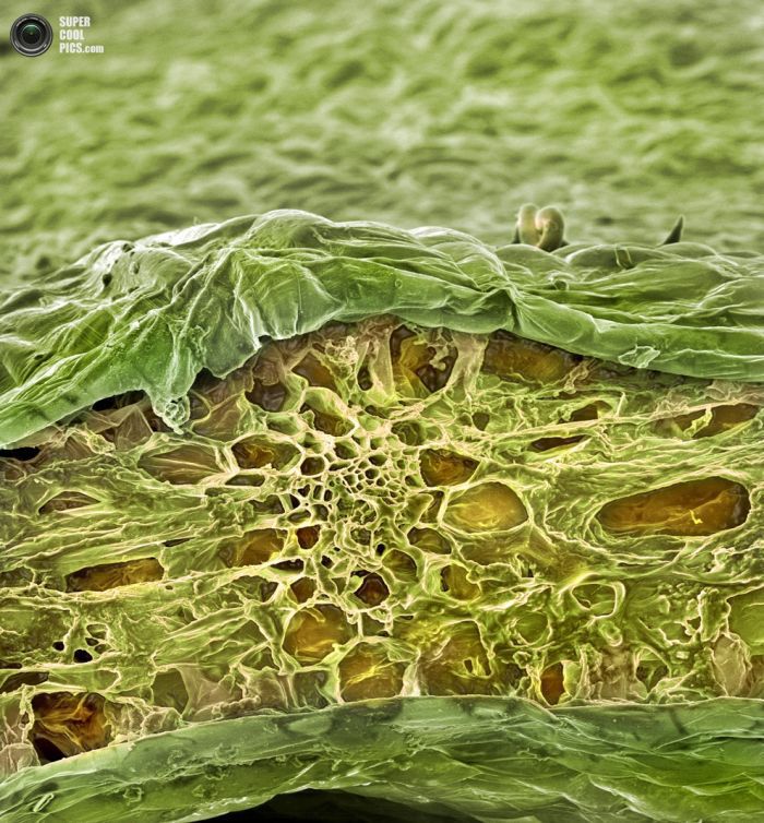 Еда под микроскопом