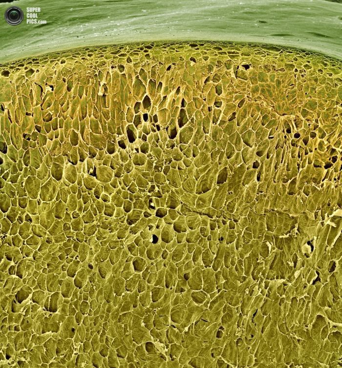 Еда под микроскопом