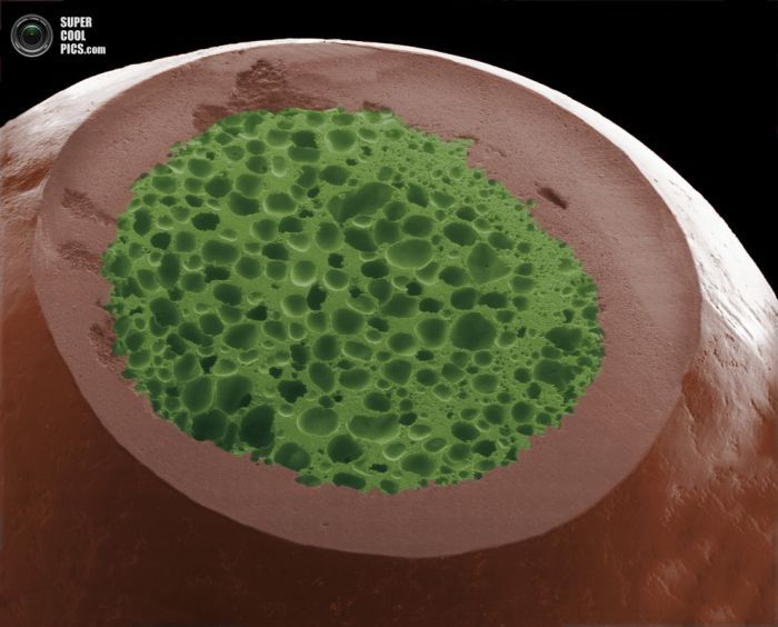 Еда под микроскопом