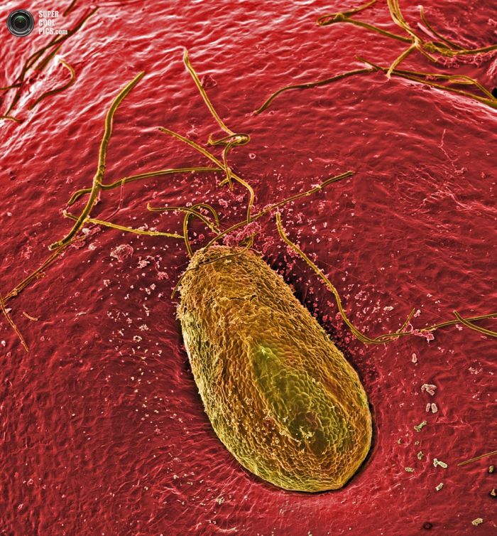 Еда под микроскопом