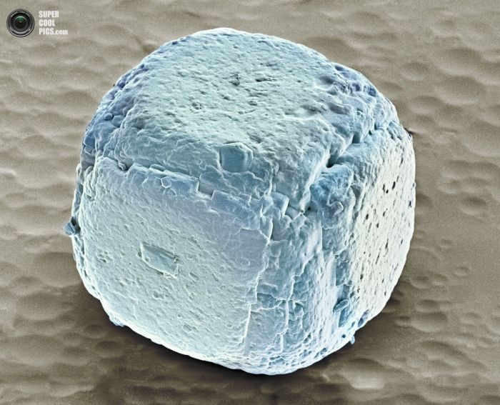 Еда под микроскопом