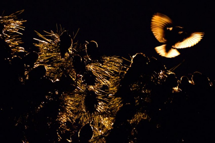 Стая скворцов и танцы в небе