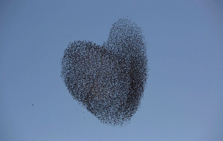 Стая скворцов и танцы в небе