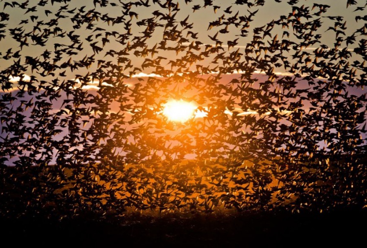 Стая скворцов и танцы в небе