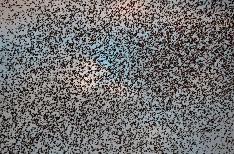 Стая скворцов и танцы в небе