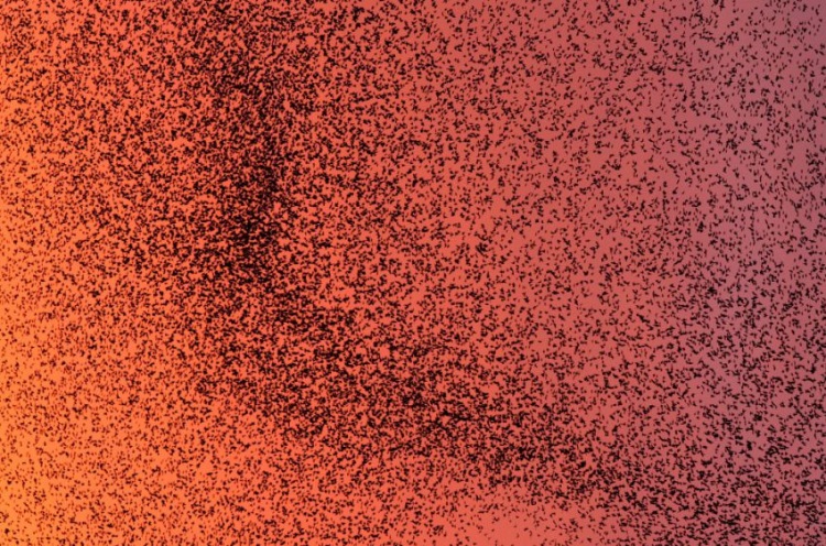 Стая скворцов и танцы в небе