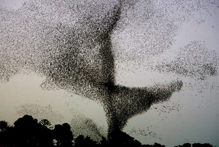 Стая скворцов и танцы в небе