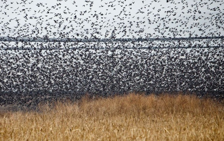 Стая скворцов и танцы в небе