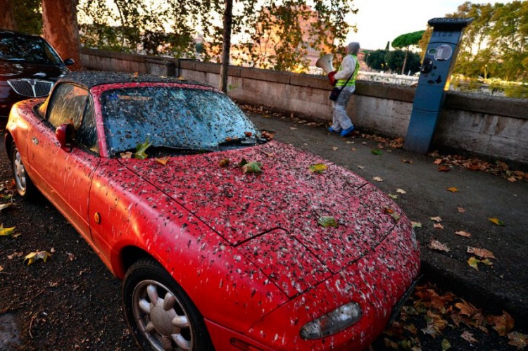 Стая скворцов и танцы в небе