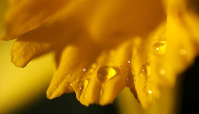 Первые весенние дни