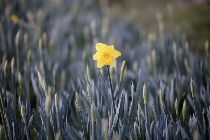 Первые весенние дни