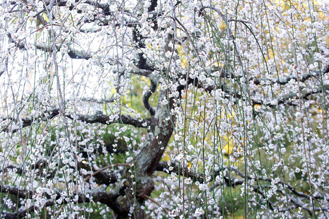 Первые весенние дни