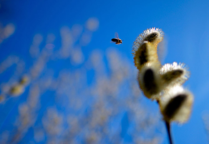 Весенние цветы