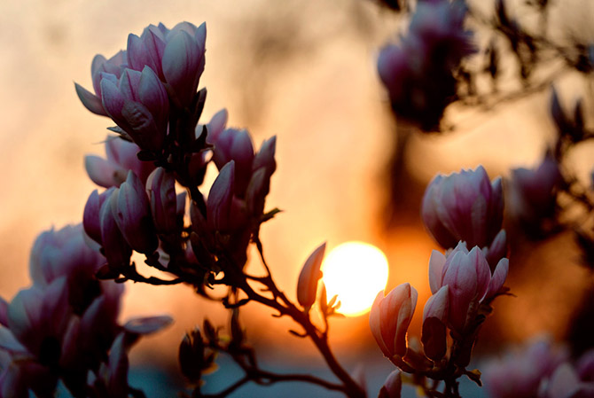 Весенние цветы