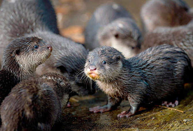 Весенние цветы