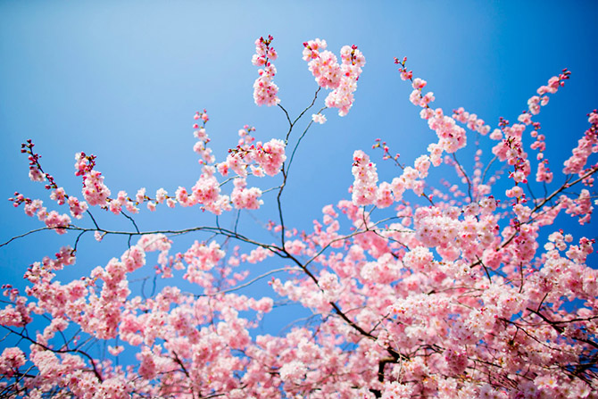 Весенние цветы