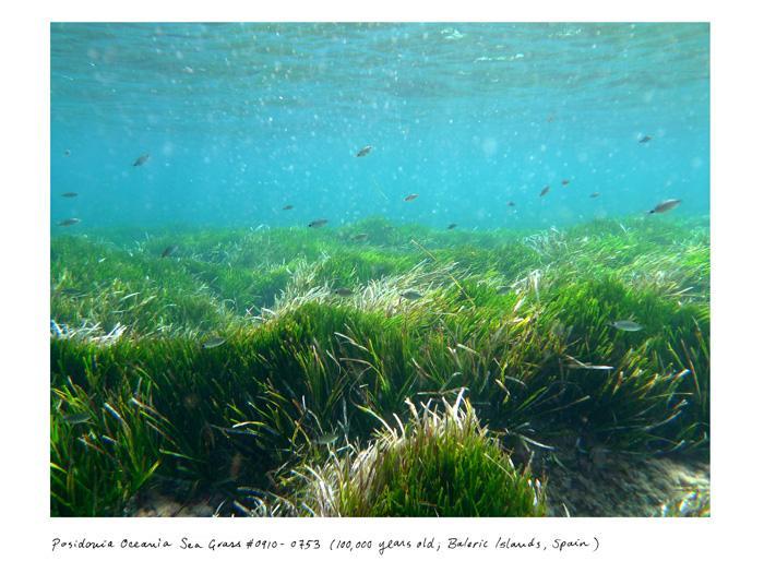 Древнейшие растения мира (6 фото)