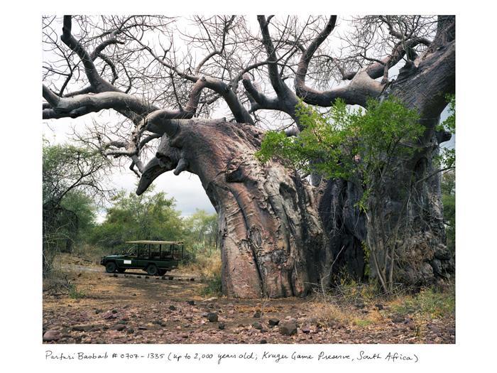 Древнейшие растения мира (6 фото)