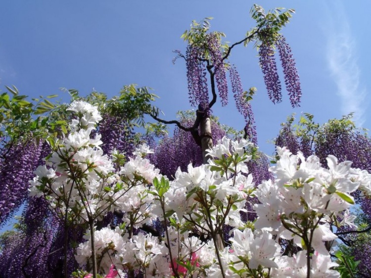 Цветочная сказка Японии