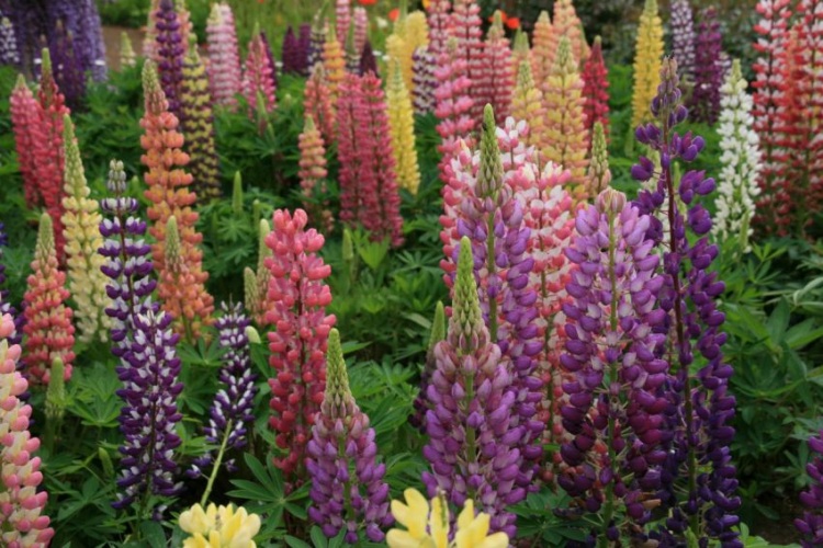 Цветочная сказка Японии