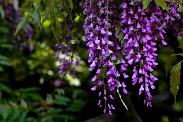 Цветочная сказка Японии