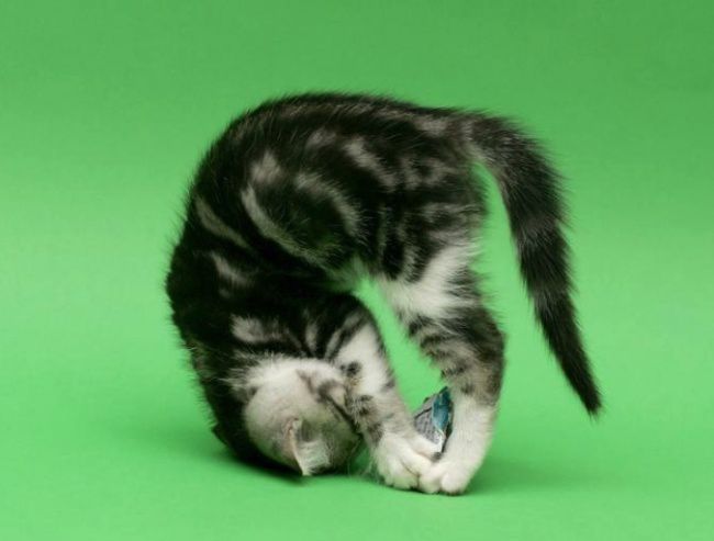 Животные, которые занимаются йогой лучше, чем вы