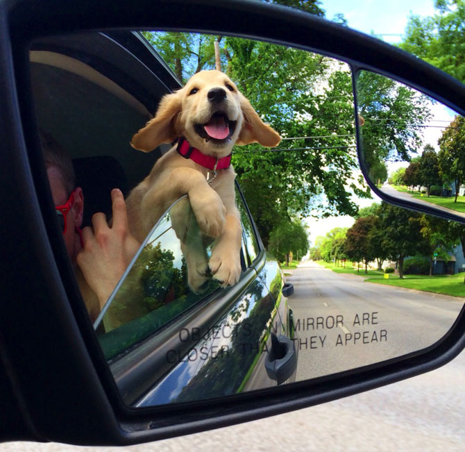 25 животных, которые научат нас быть счастливыми