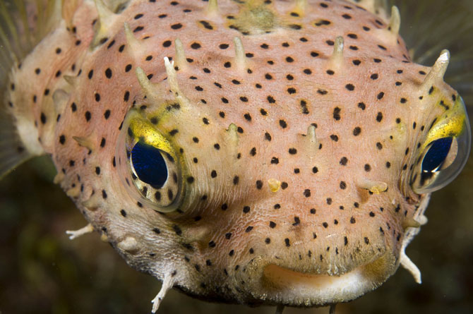 Рейтинг самых удивительных коралловых рифов в мире