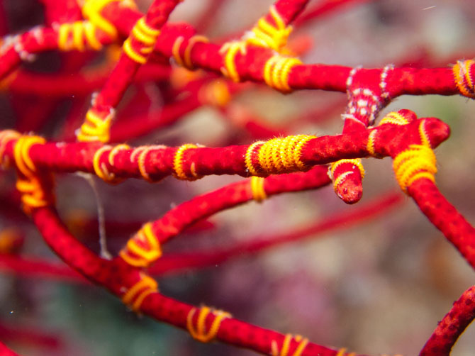 Рейтинг самых удивительных коралловых рифов в мире