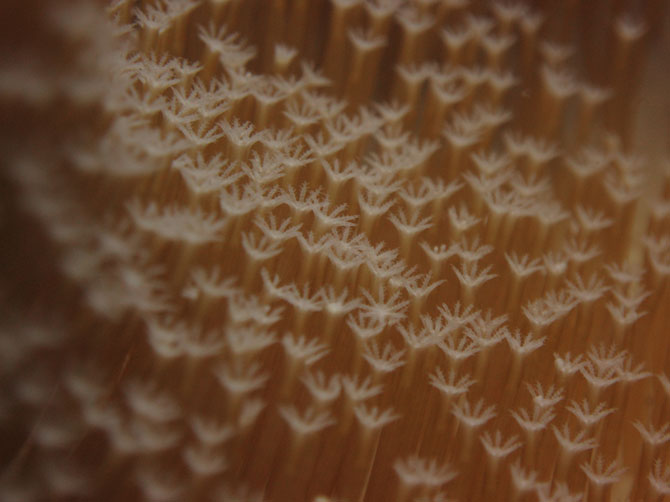 Рейтинг самых удивительных коралловых рифов в мире