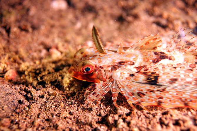 Рейтинг самых удивительных коралловых рифов в мире